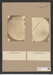 Coscinodiscus gazellae Jan. (de-Toni-Nr.: Genus 202, Species 5029) Zeichnungen Sammlung Grunow Nr. 8751 (NHMW-BOT-W0378339)